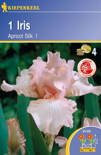 Iris Germanica-Hybride Apricot Silk von TOM-GARTEN auf blumen.de