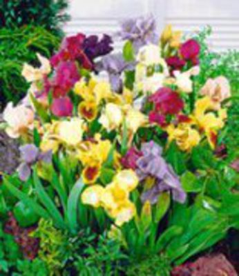 Iris-Mix ´Breeders Favorite´ von BALDUR-Garten auf blumen.de