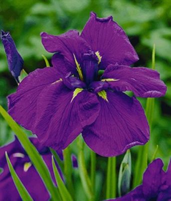 Iris ´Sensation´ von BALDUR-Garten auf blumen.de
