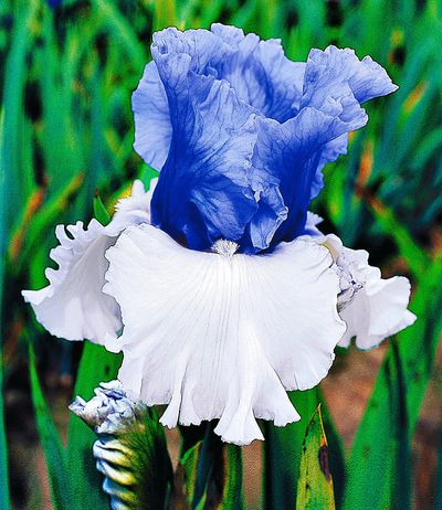 Iris ´Victoria Falls´ von BALDUR-Garten auf blumen.de