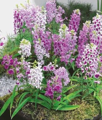Japan-Orchideen ´Ponerorchis-Mix´ von BALDUR-Garten auf blumen.de