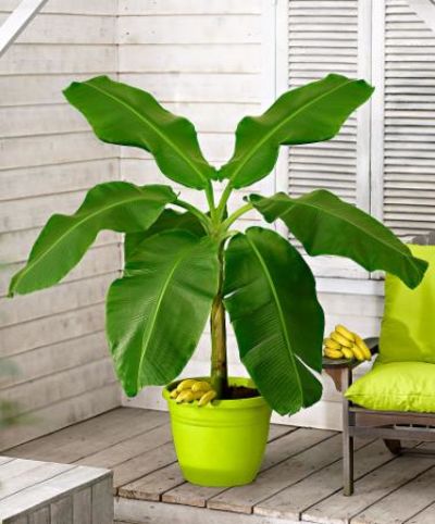 Japanische Faserbanane von Bakker auf blumen.de