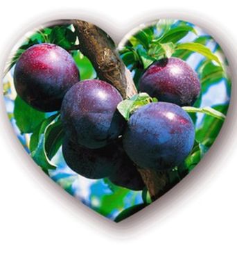 Japanische Herz-Pflaume ´Friar®,´ von BALDUR-Garten auf blumen.de