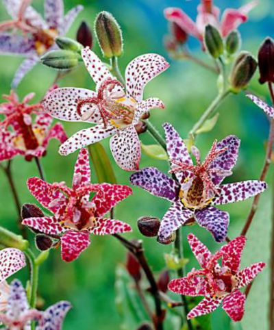 Japanische Krötenlilien gemischt von Bakker auf blumen.de