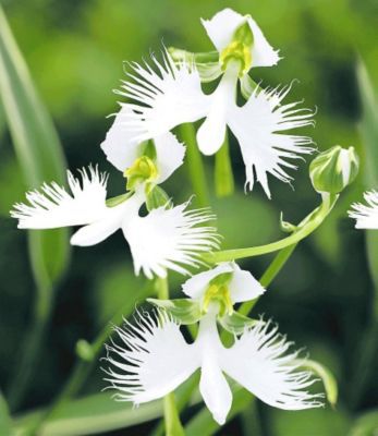 Japanische Weiße Vogelblume 