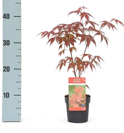 Japanischer Ahorn - Acer palmatum Atropurpureum von Der Palmenmann auf blumen.de