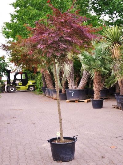 Japanischer Ahorn  von Der Palmenmann auf blumen.de