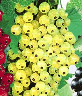 Johannisbeere ´Goldgelbe Versailler´ von BALDUR-Garten auf blumen.de