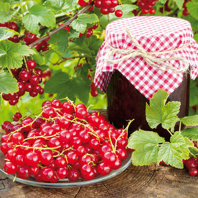 Johannisbeere ´Rovada rot Busch´ von TOM-GARTEN auf blumen.de