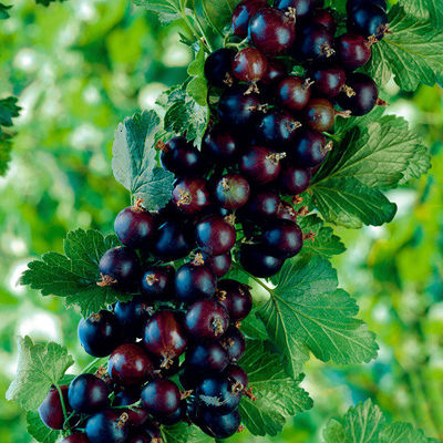 Josta-Beeren von Gärtner Pötschke auf blumen.de