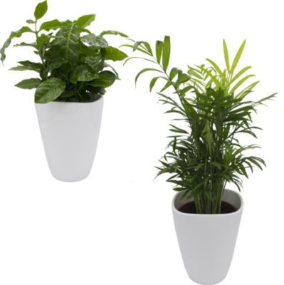 Kaffee + Zimmerpalmen-Duo + Dekotopf, weiß von GartenXXL auf blumen.de