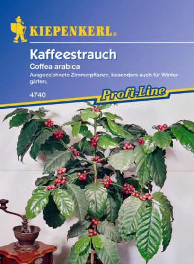 Kaffeestrauch von Olerum.de auf blumen.de