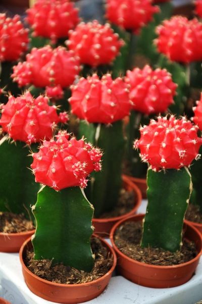 Kaktus - Rot gepropft von Der Palmenmann auf blumen.de