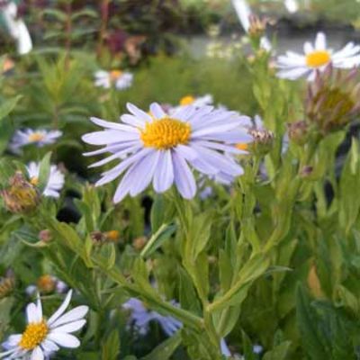 Garten-Schönaster 'Blue Star' von Gartengruen-24 auf blumen.de