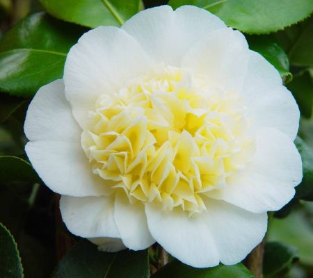 Kamelie 'Jury`s Yellow' von GartenHit24.de auf blumen.de