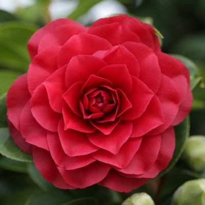 Kamelie 'Roger Hall' von GartenHit24.de auf blumen.de