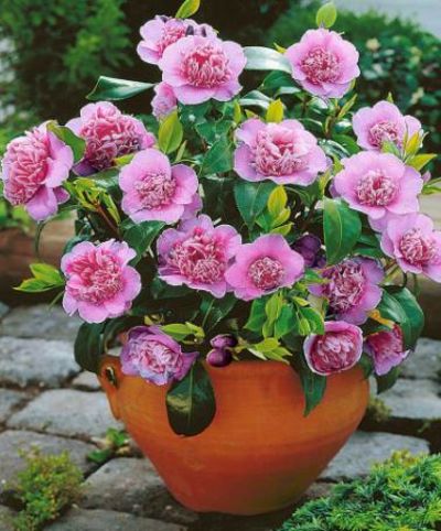 Kamelie von Bakker auf blumen.de