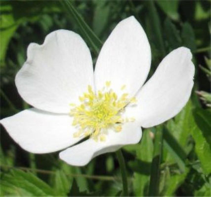 Kanadische Wiesen-Anemone von Nr-01 Pflanzenversand auf blumen.de