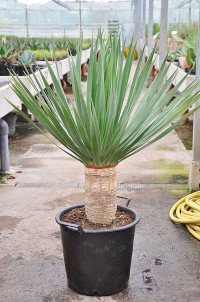Kanarischer Drachenbaum von Der Palmenmann auf blumen.de