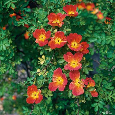 Kapuziner Rose von Garten Schlüter auf blumen.de