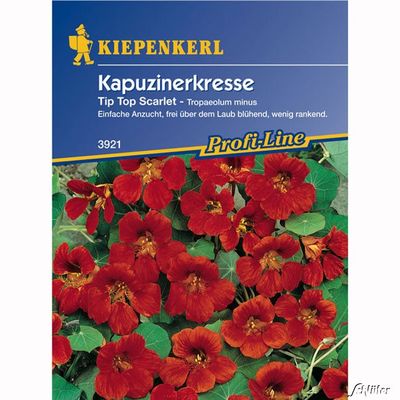 Kapuzinerkresse ´Tip Top Scarlet´ von Garten Schlüter auf blumen.de