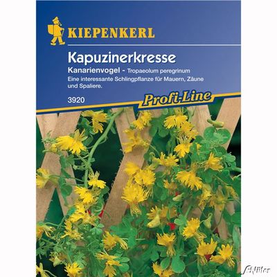 Kapuzinerkressel ´Kanarienvogel´ von Garten Schlüter auf blumen.de