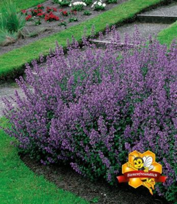 Katzenminze Nepeta, 3 Pflanzen von GartenXXL auf blumen.de