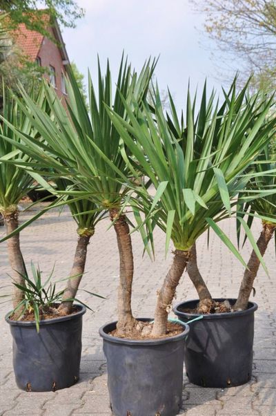 Kerzen-Palmlilie - Yucca gloriosa Doppelstamm von Der Palmenmann auf blumen.de