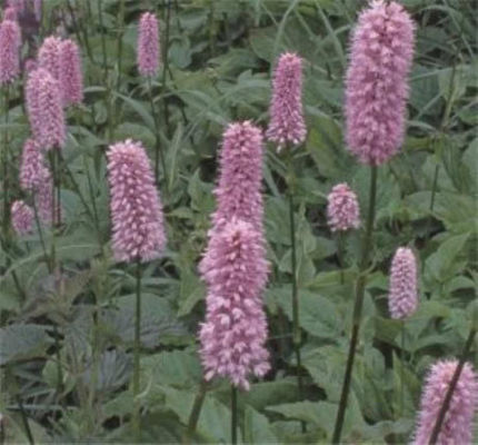 Kerzenknöterich von Nr-01 Pflanzenversand auf blumen.de