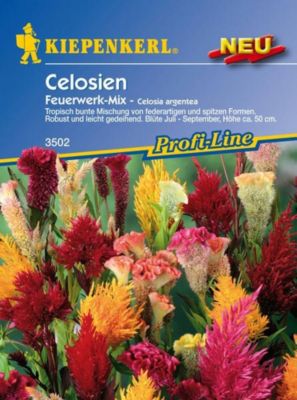 Kiepenkerl Celosia Feuerwerk Mix von GartenXXL auf blumen.de