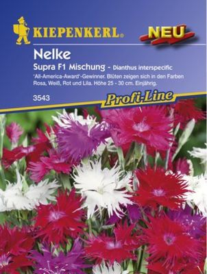 Kiepenkerl Nelken - Supra-Mischung von PflanzenFee auf blumen.de