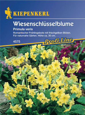 Kiepenkerl Wiesenschlüsselblume von PflanzenFee auf blumen.de