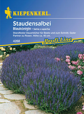 Kiepenkerl Zier-Salbei 'Blaukönigin' von PflanzenFee auf blumen.de