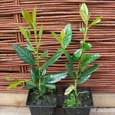 Kirschlorbeer 'Diana' von Gartengruen-24 auf blumen.de