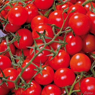 Kirschtomate ´Philovita´ F1 von Garten Schlüter auf blumen.de