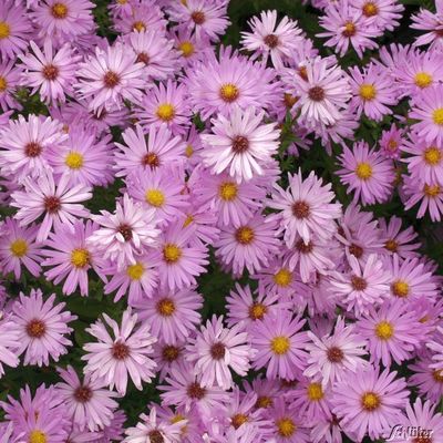 Kissen-Aster ´Herbstgruß vom Bresserhof´ von Garten Schlüter auf blumen.de