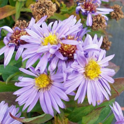 Kissen-Aster 'Herbstpurzel' von Gartengruen-24 auf blumen.de