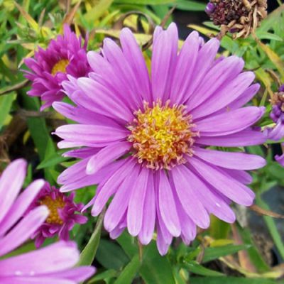 Kissen-Aster 'Kassel'  von Gartengruen-24 auf blumen.de