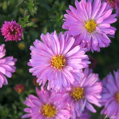 Kissen-Aster ´Rosenwichtel´ von Garten Schlüter auf blumen.de