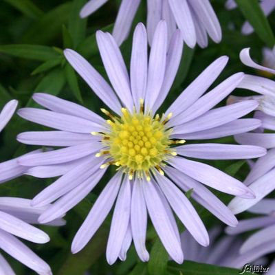 Kissen-Aster ´Zwergenhimmel´ von Garten Schlüter auf blumen.de