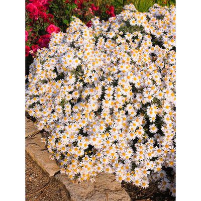 Kissenaster Weiß von OBI auf blumen.de