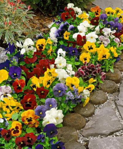 Kleinblütige Veilchen  von Bakker auf blumen.de