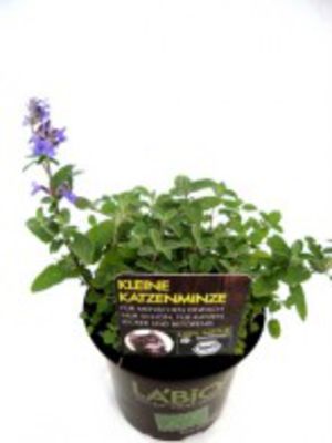 Kleine Katzenminze (Bio) von Olerum.de auf blumen.de