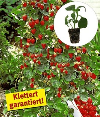 Kletter-Erdbeeren ´Elan´ F1,5  von BALDUR-Garten auf blumen.de