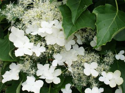 Kletter-Hortensie von GartenHit24.de auf blumen.de