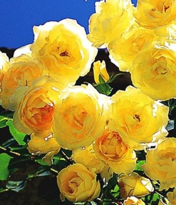 Kletter-Rose ´Dune®,´,1 Pflanze von BALDUR-Garten auf blumen.de