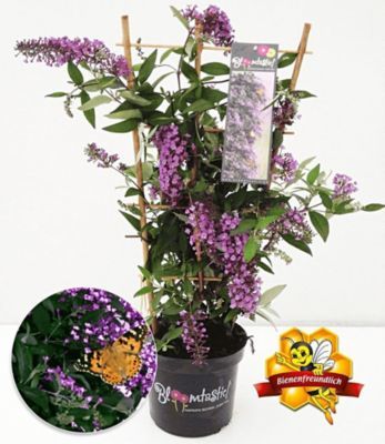 Kletternde Buddleia 