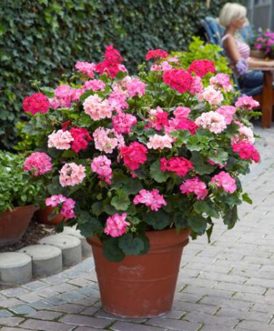 Kletternde Geranien gemischt von Bakker auf blumen.de