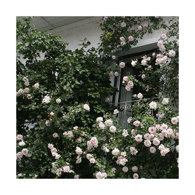 Kletterrose New Dawn von ClematisOnline auf blumen.de