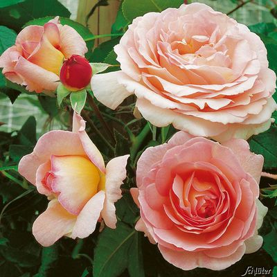 Kletterrose ´Sorbet®´ von Garten Schlüter auf blumen.de